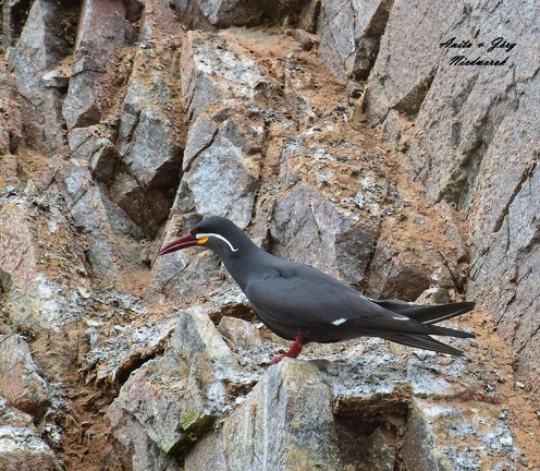 Inkaseeschwalbe (Larosterna inca)